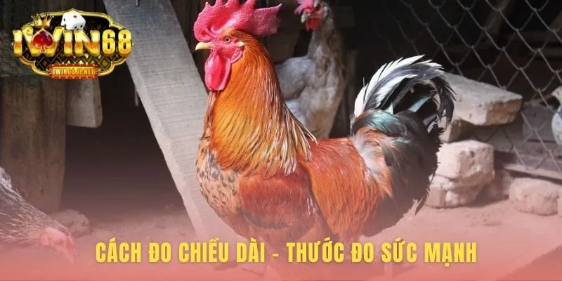 Kỹ thuật đo gà spur length từ gốc đến mũi cựa chính xác