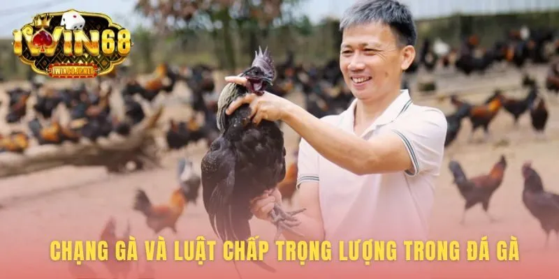 Tỷ Lệ Cân Nặng Gà tạo ra luật chấp để đảm bảo công bằng