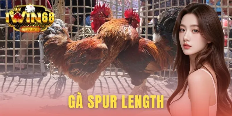 Gà Spur Length