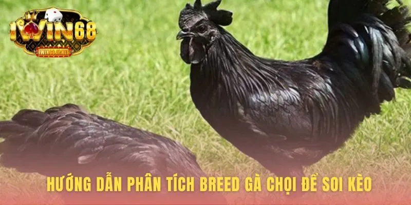 Phân Tích Breed gà chọi dựa trên 5 yếu tố then chốt