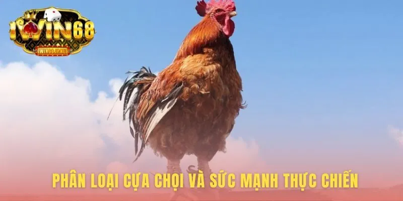 Phân loại gà spur length theo hình dáng và lối đá sở trường