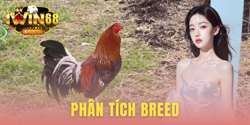 Phân Tích Breed