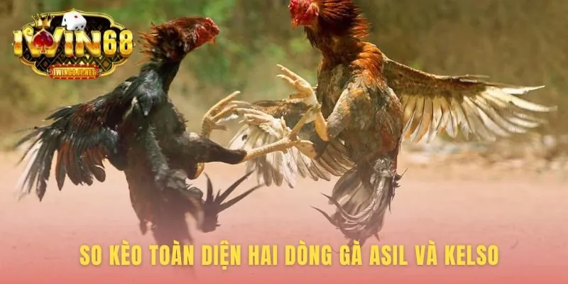 Phân Tích Breed làm rõ ưu thế sức bền Asil và tốc độ Kelso